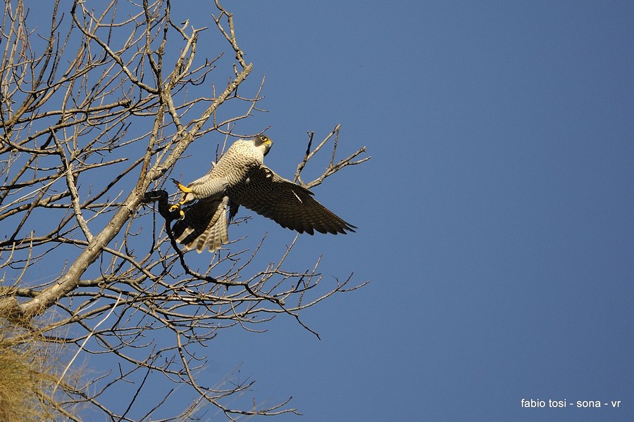 Pellegrin che per l''aere vai, di che sesso tu sarai?